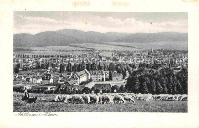 Northeim Panorama Schafherde