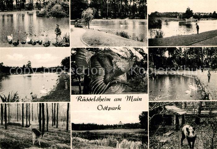 Ruesselsheim Main Ostpark Wildgehege Weiher