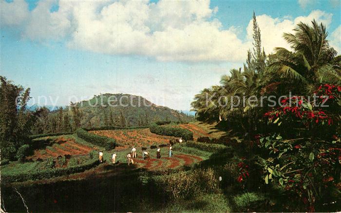Luquillo Gran Reserva Forestal del Yunque