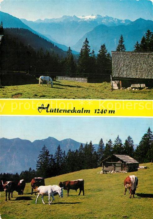 Bad Goisern Salzkammergut Alpengasthaus Huetteneckalm Almvieh Kuehe Alpenpanoram