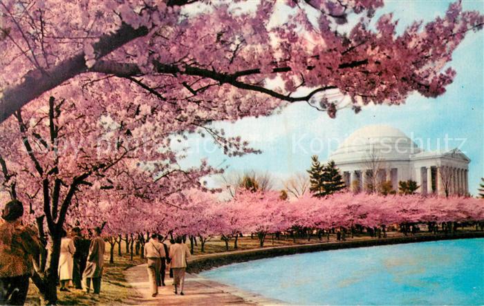 Washington DC Cherry Blossom Time Thomas Jefferson Memorial