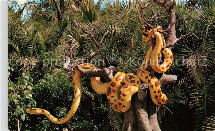 Walt Disney World Giant Python Jungle Cruise