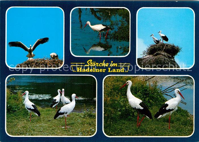 Storch Störche Hadelner Land