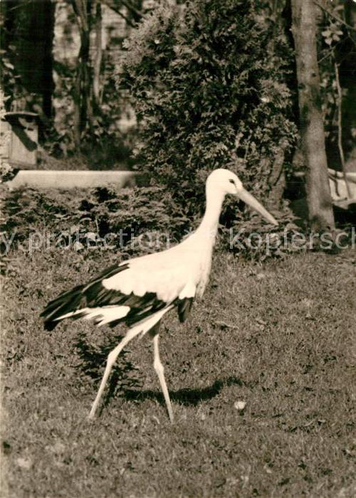 Storch Karl-Marx-Stadt Naherholungszentrum Pelzmuehle Rabenstein