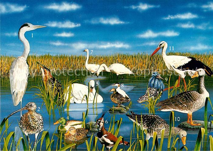 Voegel Birds Oiseaux Uccelli Pajaros-- Graureiher Rohrdommel Stockenten Kiebitz