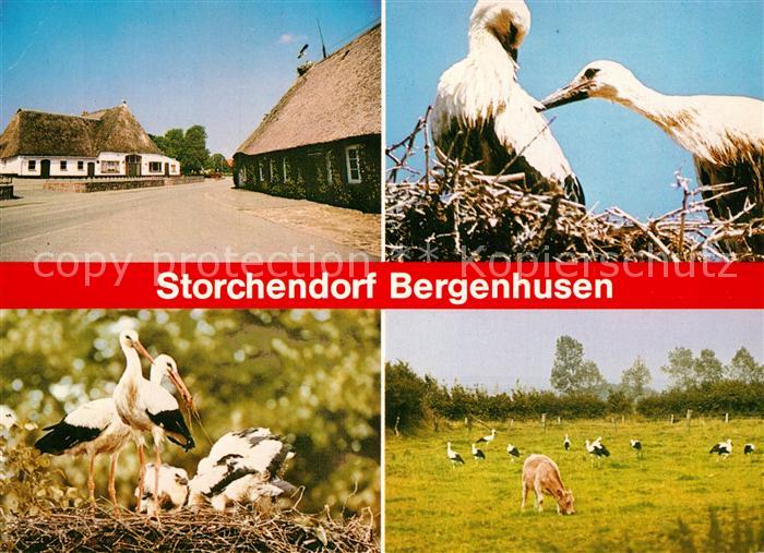 Storch Stoerche Bergenhusen