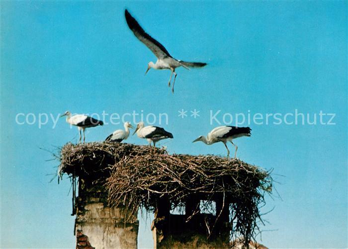 Storch Neusiedlersee Storchennest Burgenland