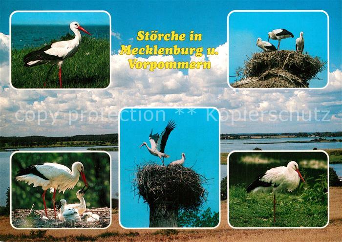Storch Stoerche Mechlenburg Vorpommern
