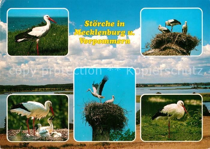 Storch Stoerche Mecklenburg Vorpommern