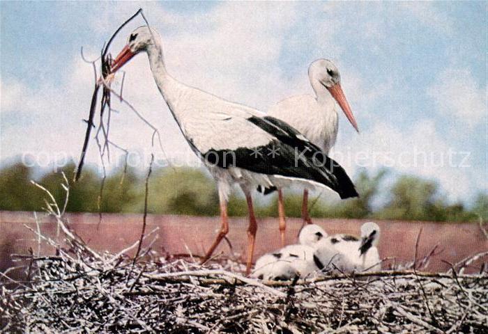Storch Weisse Stoerche
