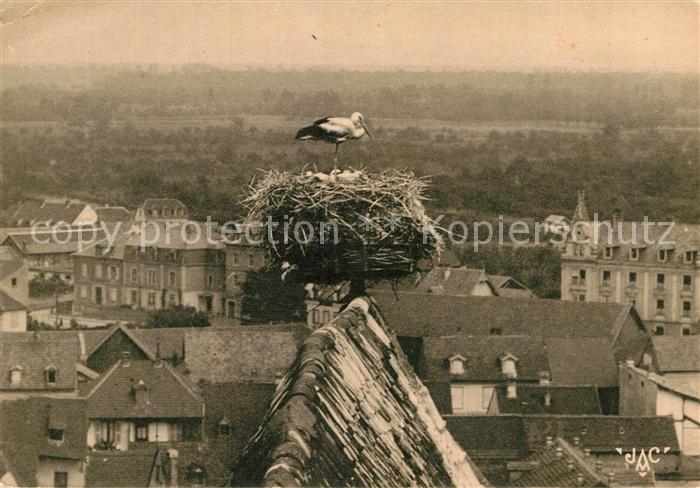 Storch Cigognes Alsace