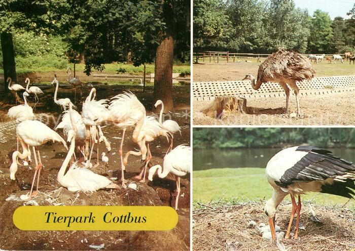 Voegel Tierpark Cottbus Flamingo Nandu Weissst
