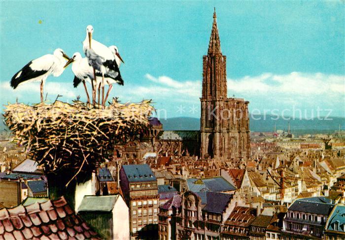Storch Strasbourg Nid de Cigognes