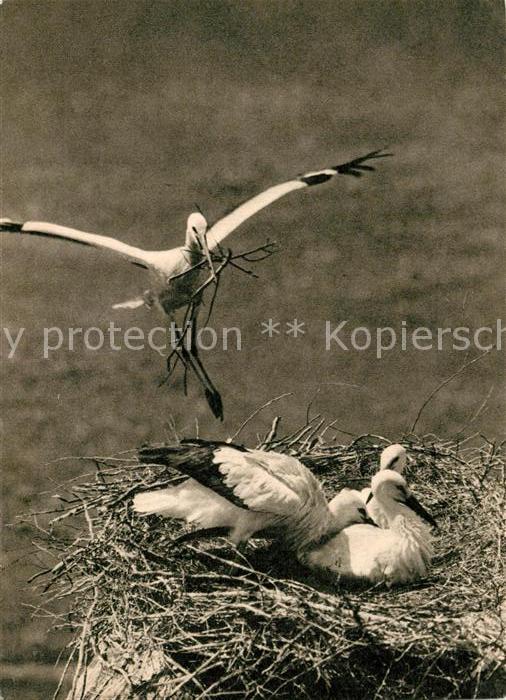 Storch Storchennest Deutsches Jugendherbergswerk