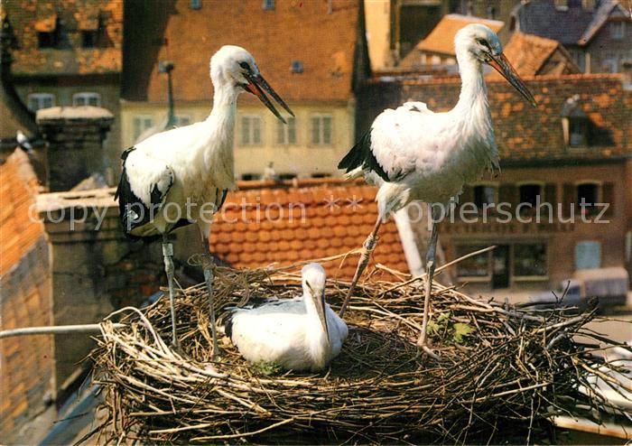 Storch Cigognes Alsace