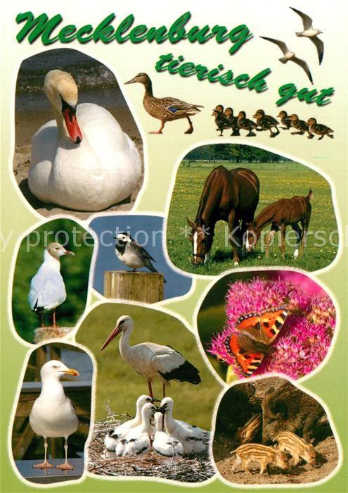 Tiere Mecklenburg Pferde Stoerche Schmetterling Schwan Wildschweine