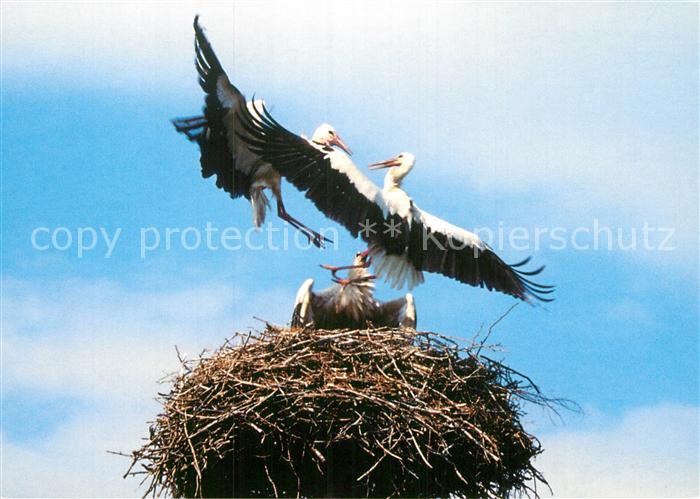 Storch Streit Nest Muenchentor