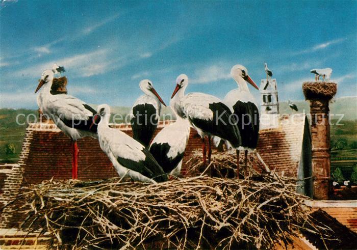 Storch Stoerche Neusiedlersee Burgenland