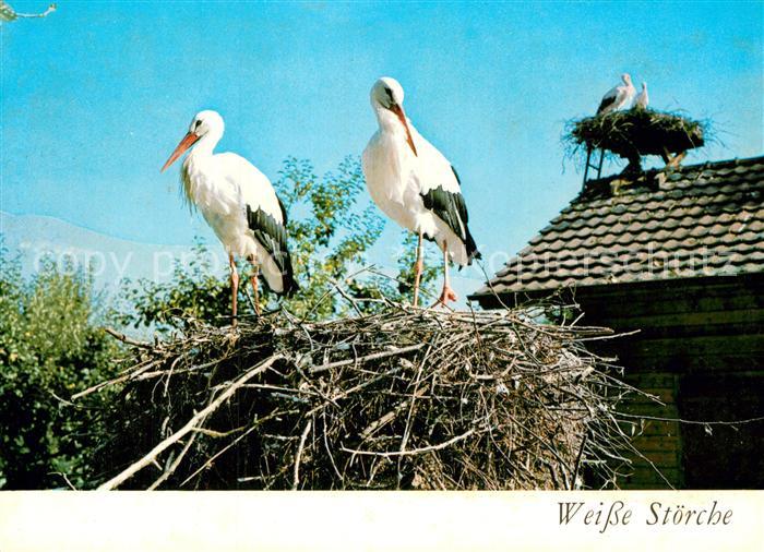 Storch Weisse Stoerche