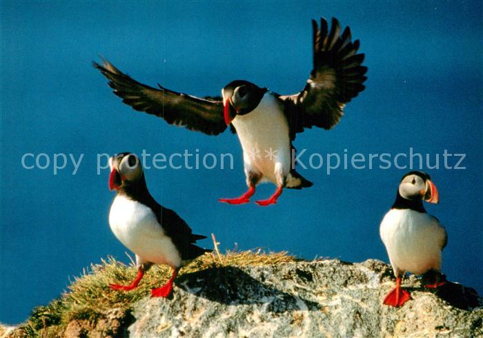 Voegel Birds Oiseaux Uccelli Pajaros-- Lundefugl Papageitaucher