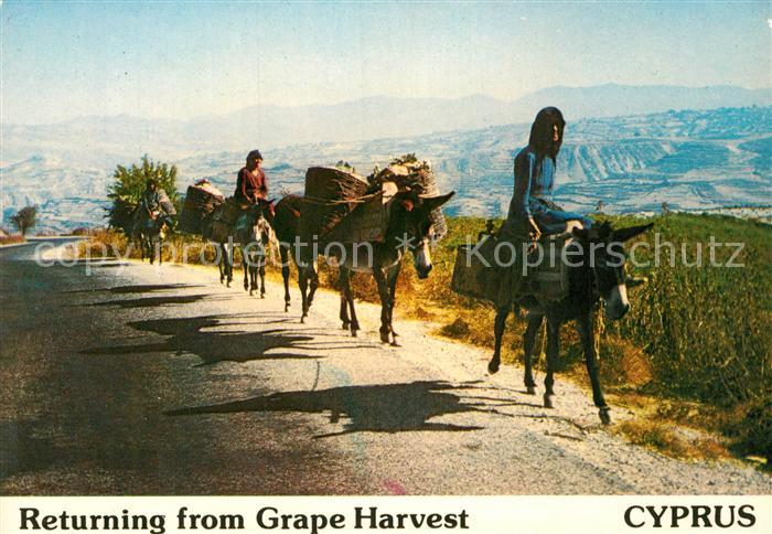 Esel Tiere Grape Harvest Cyprus Weinernte