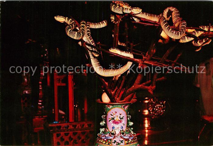 Schlangen Tiere Snake Temple Penang Snakes coiling round Altar