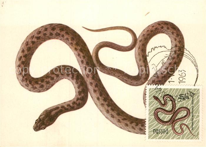 Schlangen Tiere Gniewosz Coronella austriaca Schlingnatter