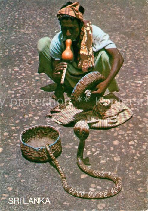 Schlangen Tiere Schlangenbeschwoerer Sri Lanka