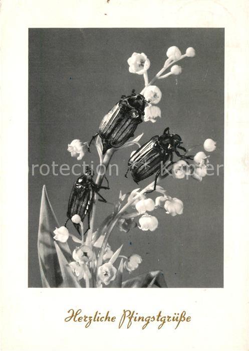 Maikaefer Cockchafer Hanneton Pfingsten Maigloeckchen