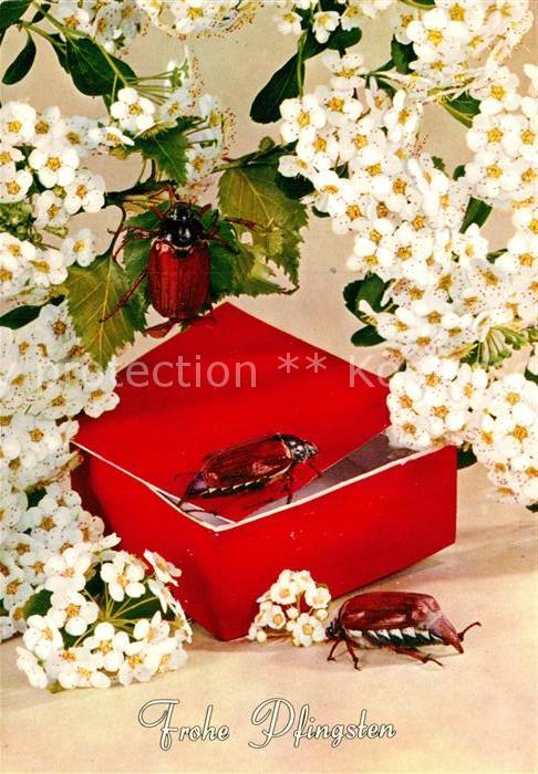 Maikaefer Cockchafer Hanneton Pfingsten