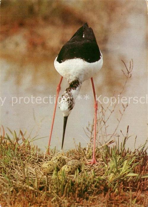 Voegel Birds Oiseaux Uccelli Pajaros-- Stelzenlaeufer