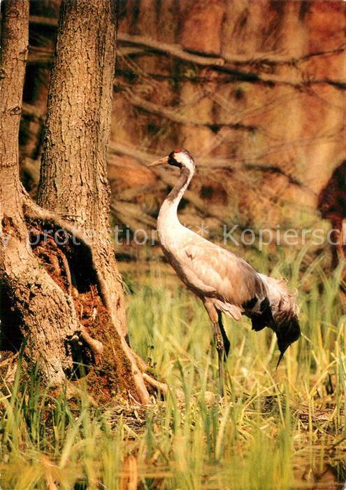 Voegel Birds Oiseaux Uccelli Pajaros-- Kranich