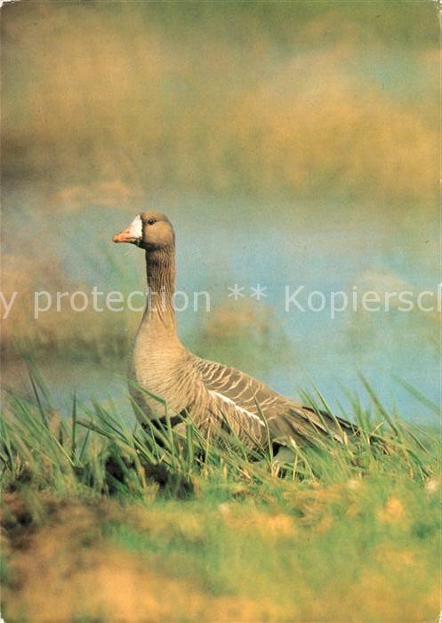 Voegel Birds Oiseaux Uccelli Pajaros-- Blessgans