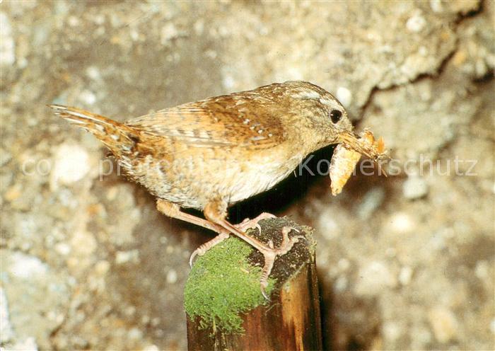 Voegel Birds Oiseaux Uccelli Pajaros-- Zaunkoenig