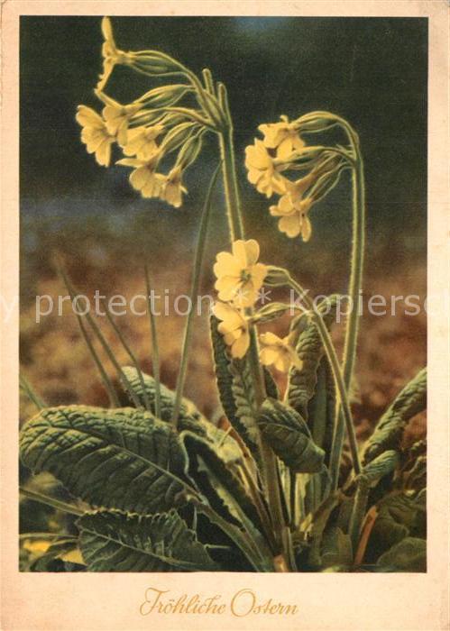 Ostern Easter Paques Schluesselblume