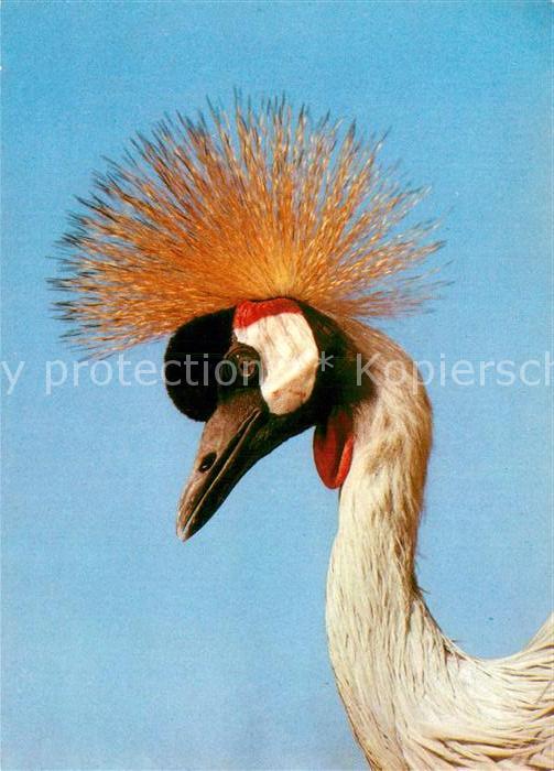 Voegel Birds Oiseaux Uccelli Pajaros-- Grauhalskronenkranich Zoo Dresden