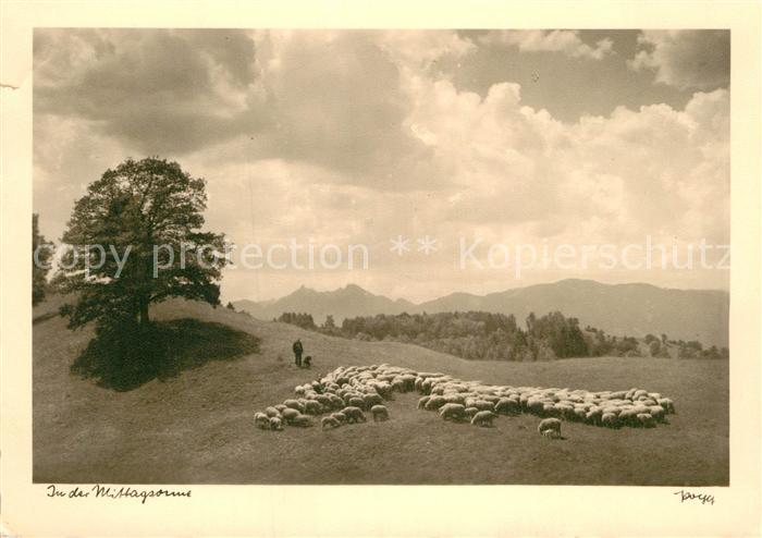 Foto Popp Nr. In der Mittagssonne Schafe
