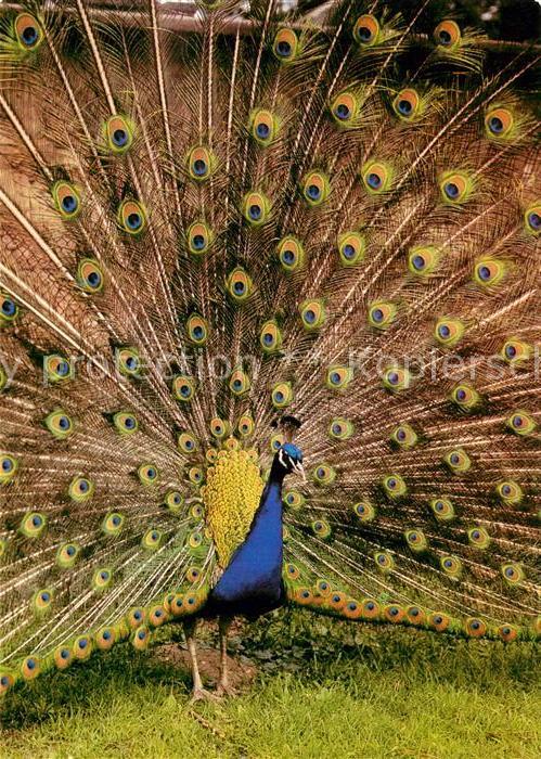Voegel Birds Oiseaux Uccelli Pajaros-- Balzender Pfauhahn Zoo Magdeburg