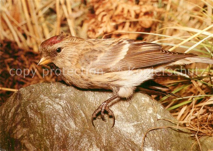 Voegel Birds Oiseaux Uccelli Pajaros-- Birkenzeisig