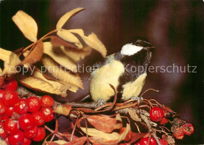 Voegel Birds Oiseaux Uccelli Pajaros-- Kohlmeise