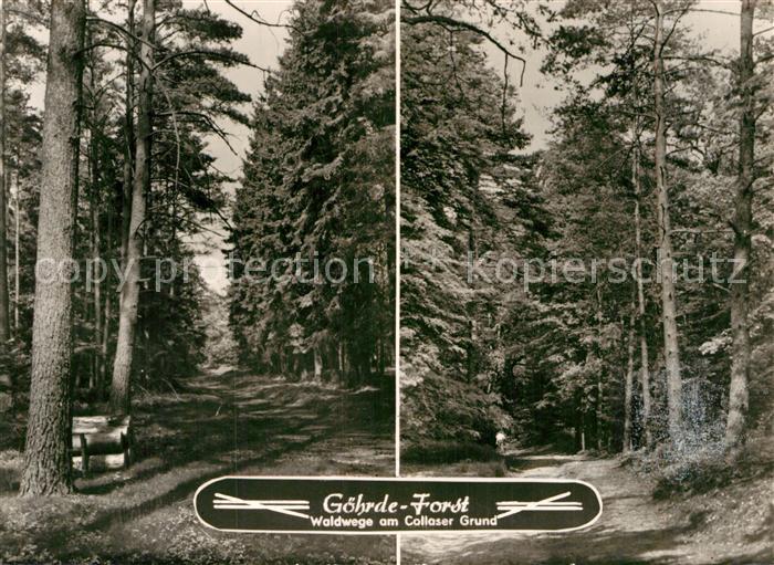 Goehrde Forst Waldweg am Collaser Grund Naturpark Elbufer Drawehn