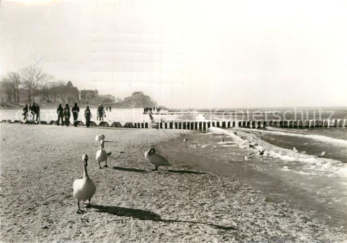 Kuehlungsborn Ostseebad Strand Schwan