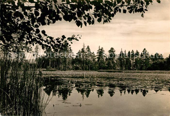 Gehren Thueringen Seerosenteich