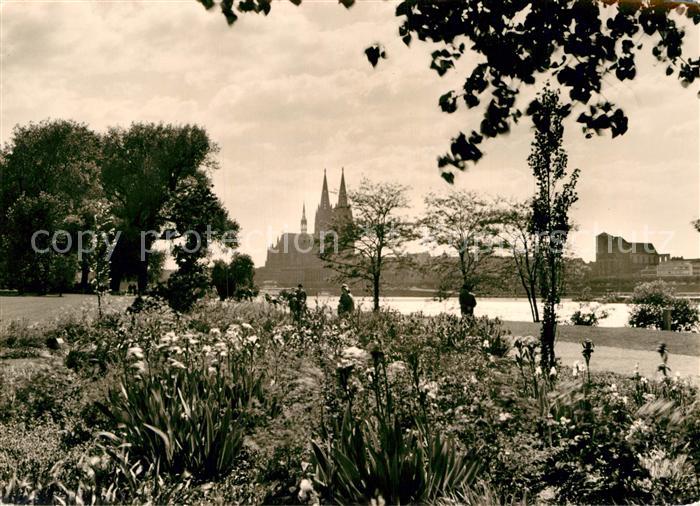 Koeln Rhein Irisgarten am Rheinufer Blick zum Dom
