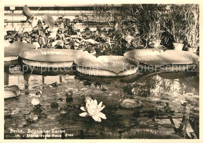 BERLIN  CITY Botanischer Garten im Victoria Regia Haus