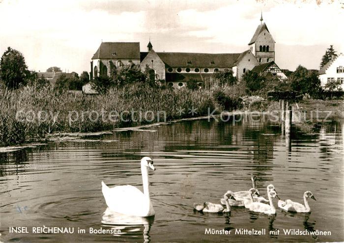 Mittelzell Muenster Wildschwaene
