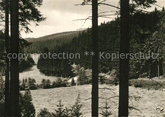 Willingen Sauerland Blick ins Paradies Landschaftspanorama Waldpartie