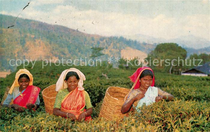 Ernte Landwirtschaft Tea Pluckers Ceylon Sri Lanka