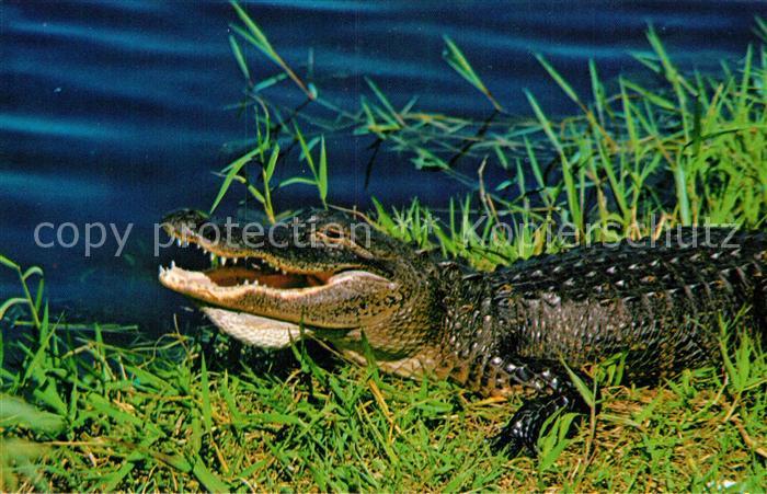 Krokodile Florida Alligator Everglades
