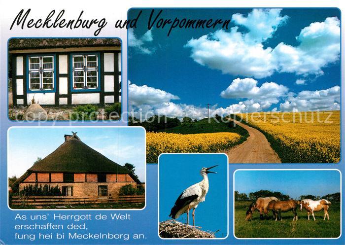 Storch Mecklenburg Vorpommern